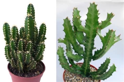 Euphorbia Vs Cactus Whats The Difference Nuplantcare