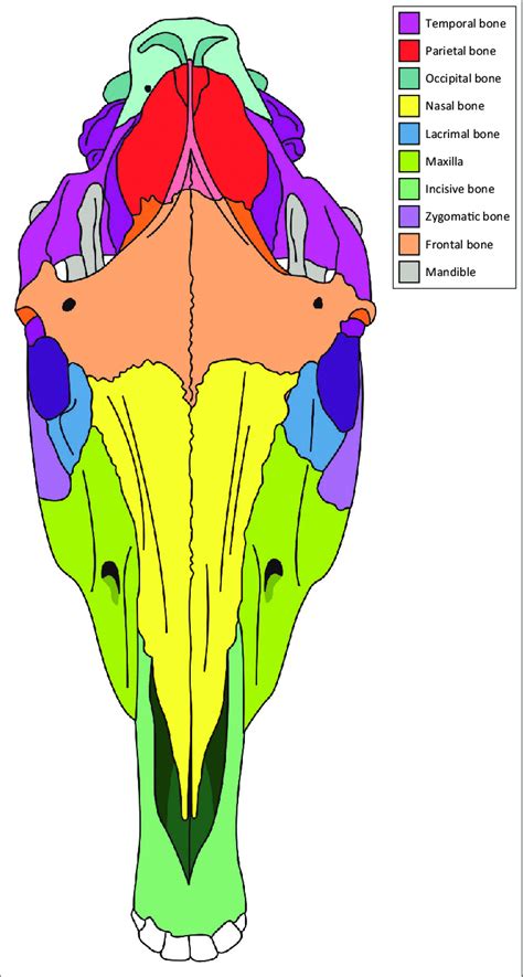 A Diagram Of The Equine Cranium From The Dorsal Perspective