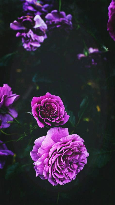 Download Purple Roses Flowers Black Background Wallpaper