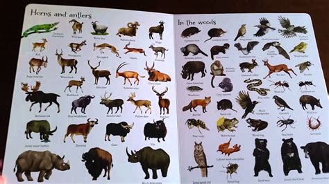 1000 Animals Usborne Books And More Youtube