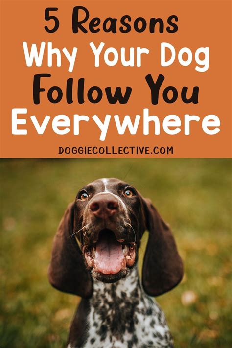 Why Does My Dog Follow Me Everywhere Dog Psychology Dog Facts Dogs