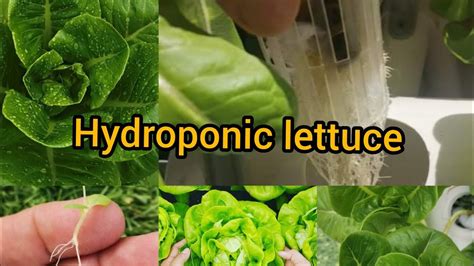 Hydroponic Lettuce For Beginner At Home Gardeninbloom Com