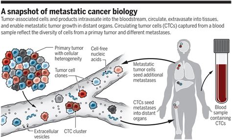 Circulating Tumor Cells Are Accessible Indicators Of Real Time Cancer