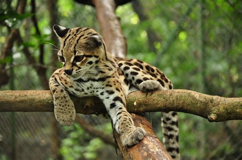 The Margay While Quite Adorable Is A Vicious And Intelligent Predator One Of Its Many Hunting