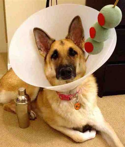 18 People Who Knew Exactly What To Do With Their Dogs Cone Of Shame