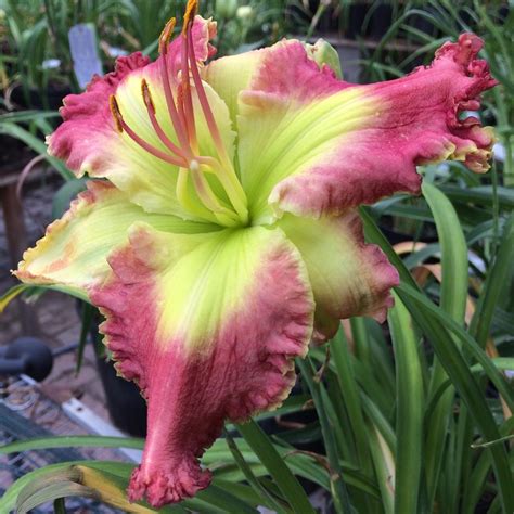 Photo Of The Bloom Of Daylily Hemerocallis Exotic Ruby Posted By