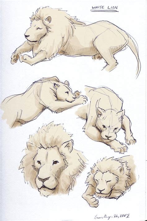 White Lion Sketches How To Draw A Lion Anatomical Study Animal