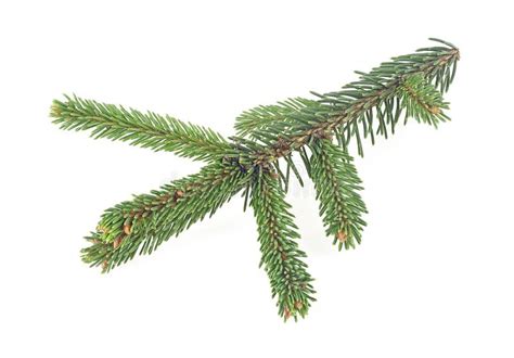 Green Fir Branch Isolated On White Background Christmas Tree Branch