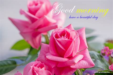 Incredible Collection Of Good Morning Images With Beautiful Rose Flowers In Full K Resolution