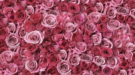 Best Quality Wallpaper 4k Flower Rose Free Download