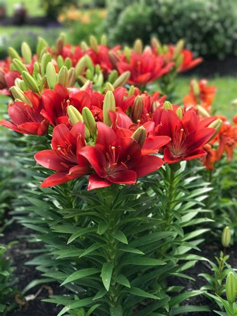Lonlorum X Asiatic Lilium La Hybrid Lily Summer Scarlet From