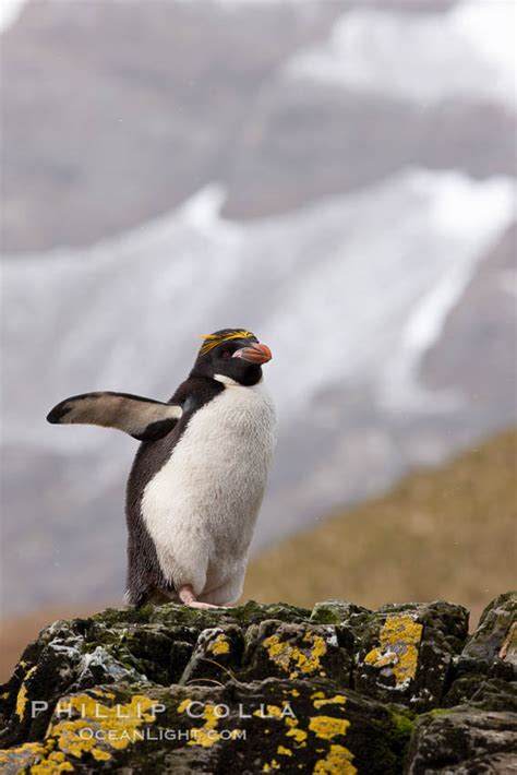 Macaroni Penguin Photograph Eudyptes Chrysolophus Hercules Bay South