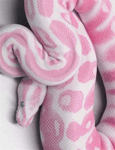 25 Amazing Pink Color Animals Design Swan
