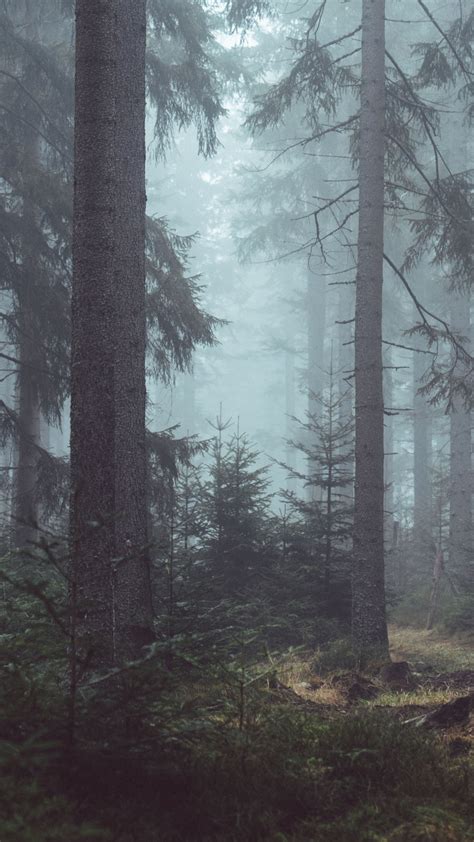 Misty Forest Wallpaper Mobile And Desktop Background