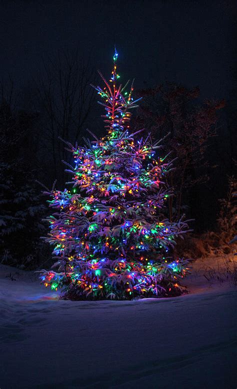 Christmas Tree Outside In Dark Photograph By Dan Grandmaison Pixels