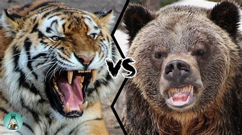 Siberian Tiger Vs Grizzly Bear Fight Full Breakdown Youtube