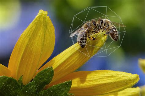 méxico ha perdido 1 600 millones de abejas es una situación apocalíptica