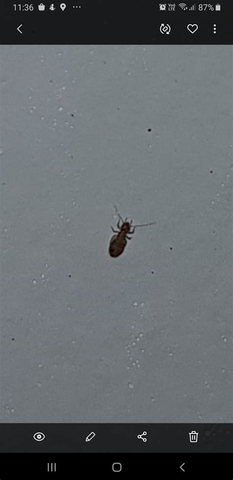 Bugs Crawling On The Wall Whatsthisbug
