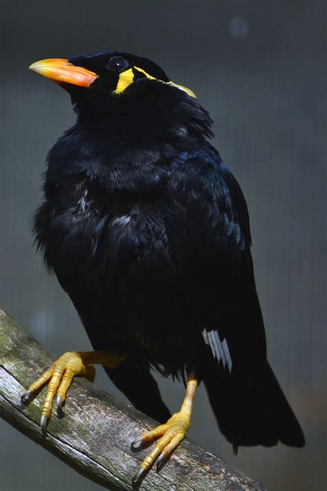 Mynah Bird Has An Amazing Ability To Mimic And Reproduce Human Speech