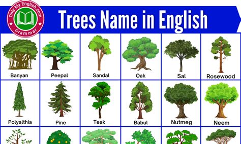 50 Different Types Of Trees Name In English