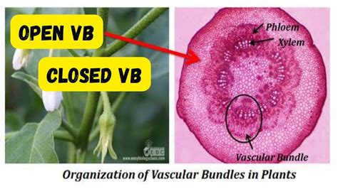 Open And Closed Vascular Bundles Vascular Bundles Class 11 Youtube