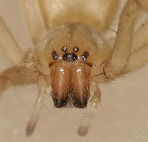 Yellow Sac Spider Cheiracanthium Mildei Bugguidenet