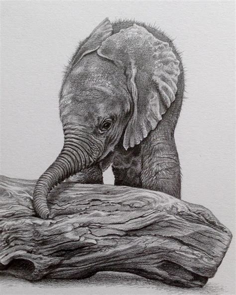 In your first class i will show you what equipment you need. 85 Simple And Easy Pencil Drawings Of Animals For Every ...