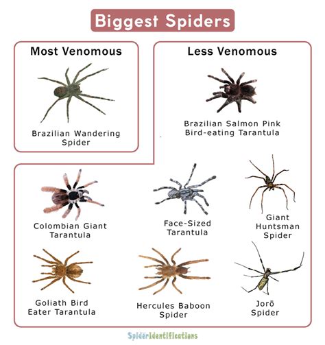 Biggest Spiders List With Pictures