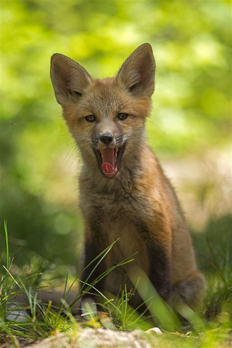 Red Fox Null Pet Fox Fox Red Fox