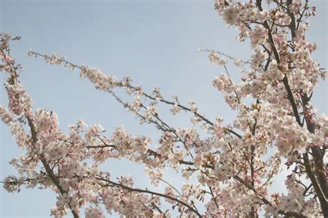 Gambar Pohon Cabang Mekar Menanam Musim Semi Menghasilkan Bunga