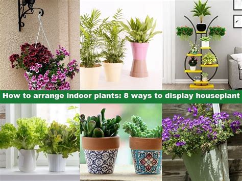 How To Arrange Indoor Plants 8 Ways To Display Houseplant