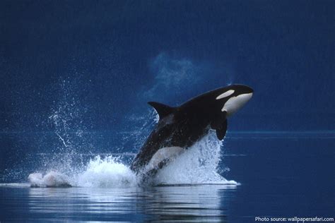 Interesting Facts About Killer Whales Just Fun Facts