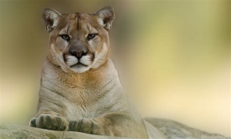 🔥 39 Cougar Wallpaper For Desktop Wallpapersafari