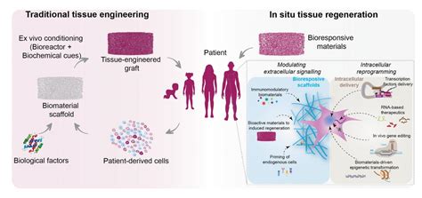 Regenerating The Body From Within Using Biomaterials Bioengineerorg