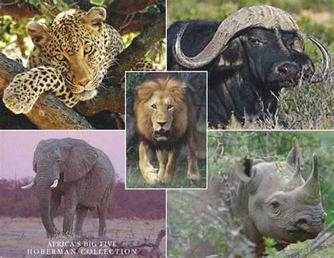 The Best Places In South Africa To See The Big Five Greater Good Sa