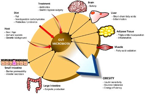 Interactions Between The Gut Microbiota And Host Metabolism The Gut