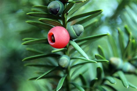 Yew Tree Guide How To Identify Why Its So Poisonous And Why Its