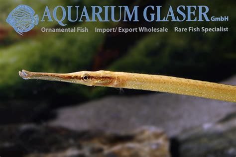 Freshwater Pipefish Aquarium Glaser Gmbh