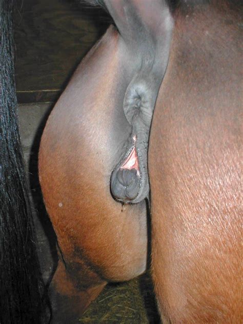 Mare Foaling Chart Hot Sex Picture