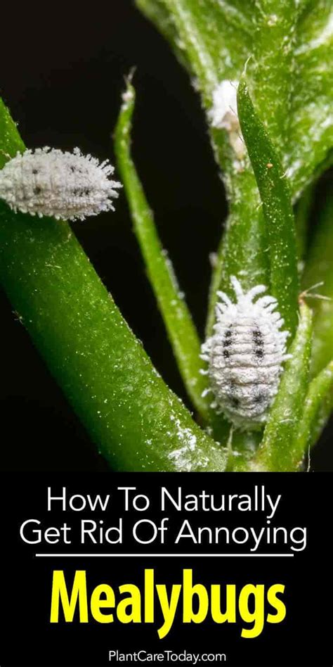 Mealybugs Control Guide How To Kill Annoying Mealy Bugs