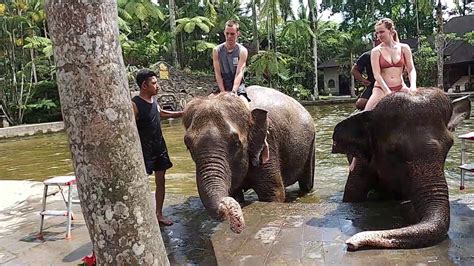 bali s mason elephant park experience riding washing and feeding elephants youtube