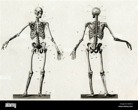 Diagram Of The Human Skeleton From Front And Back Date Stock Photo Alamy