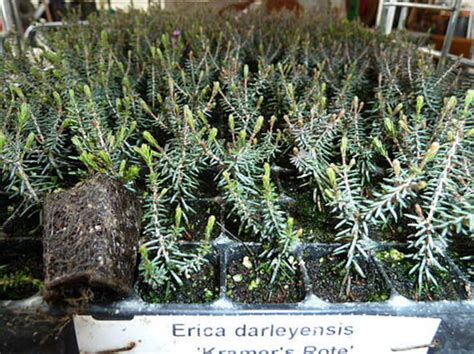 erica darleyensis kramer s rote geworteld stek 286 gts tray tuinbouw marktplaats