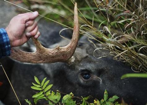 moose hunt underway in sweden s north eye on the arctic