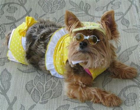 Funny Dressed Up Dogs Pets Cute And Docile