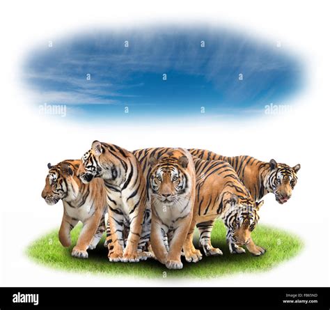 Group Of Bengal Tiger With Green Grass And Blue Sky Stock Photo Alamy