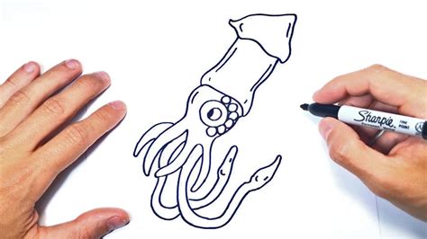 Cómo Dibujar Un Calamar Paso A Paso Y Fácil Dibujando Animales Youtube