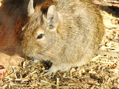 CREATURE FEATURE: Common Degu | SIMILAR BUT DIFFERENT IN THE ANIMAL KINGDOM