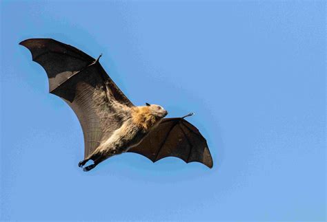 10 Fascinating Facts About Bats
