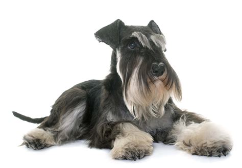 Maybe you would like to learn more about one of these? Miniature Schnauzer Grooming - DIY dog grooming help